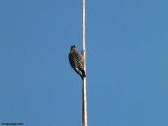 Melanerpes rubricapillus