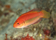 Peacock Wrasse photo 2