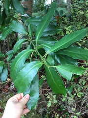 Melicytus macrophyllus