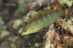 Tail-Spot Wrasse photo 3