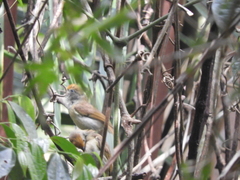 Tunchiornis ochraceiceps