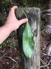 Melicytus macrophyllus