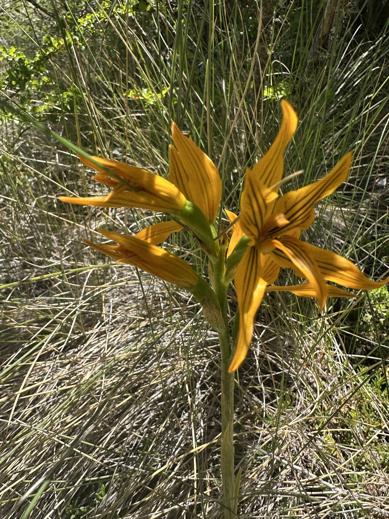 Chloraea nudilabia