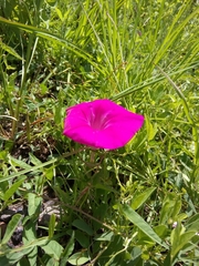 Ipomoea elongata