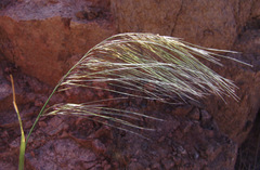 Stipagrostis hirtigluma