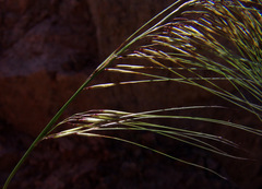 Stipagrostis hirtigluma