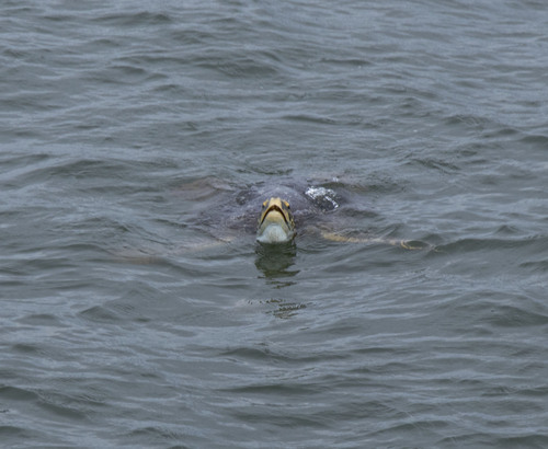 Green Sea Turtle