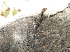 Anolis tropidonotus