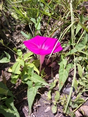 Ipomoea elongata