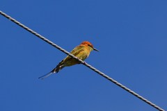 Merops orientalis ferrugeiceps