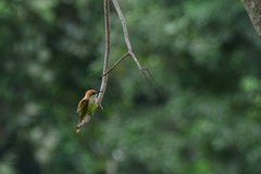 Merops orientalis ferrugeiceps