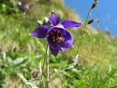 Aquilegia confusa