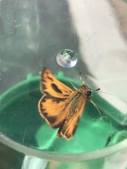 Hylephila phyleus