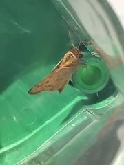 Hylephila phyleus