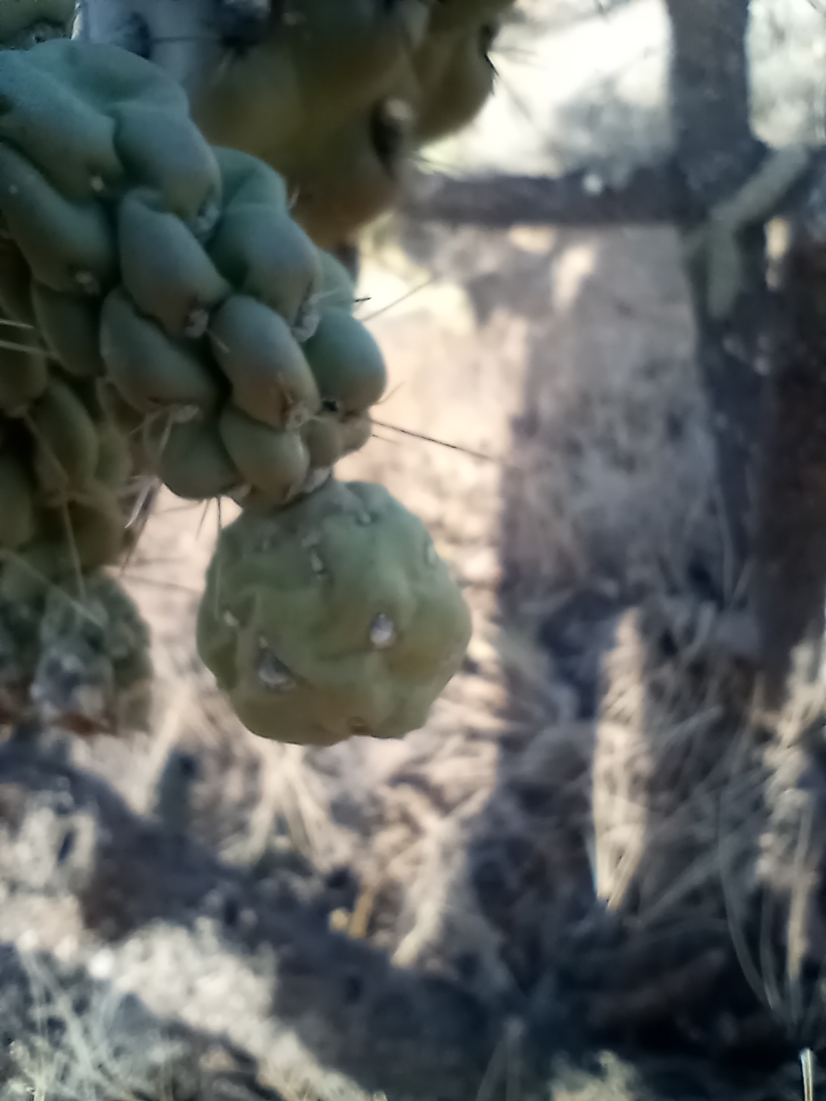 Imagem de Cacto-chorona