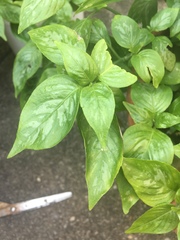 Ocimum basilicum