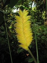 Calathea lasiostachya