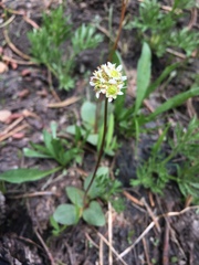 Micranthes aprica