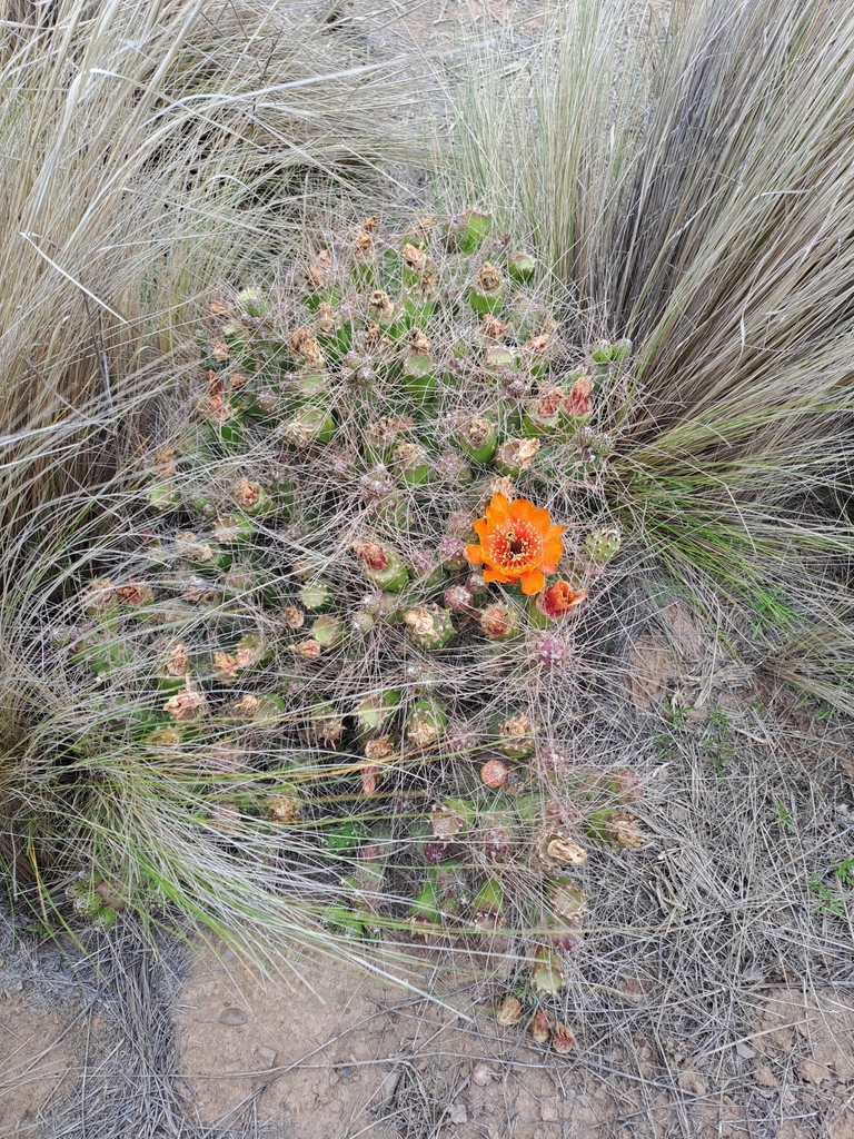 Foto de Cacto-pedra