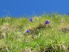 Aquilegia confusa