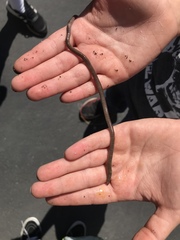 Lumbricus terrestris