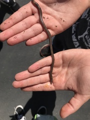 Lumbricus terrestris