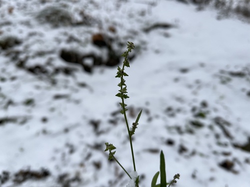 Foto de Arroz-de-rato