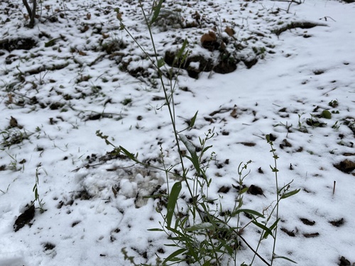 Foto de Arroz-de-rato