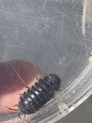 Armadillidium