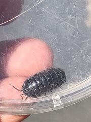 Armadillidium