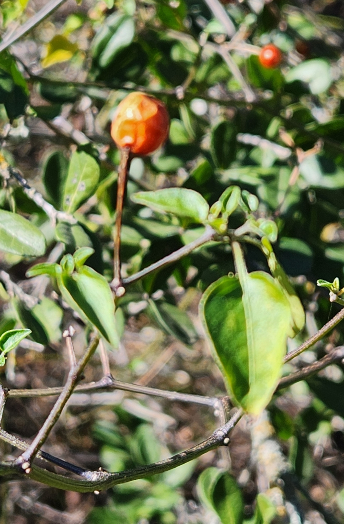 Photo by Michael Knox via iNaturalist (Copyright Michael Knox)