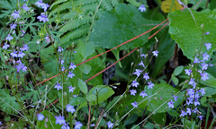 Lobelia feayana