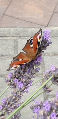 Aglais io
