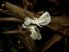 Ischnosiphon elegans