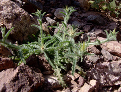 Centaurea sinaica