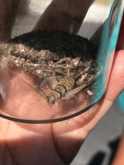 Gryllodes sigillatus