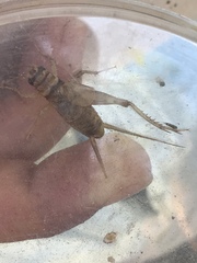 Gryllodes sigillatus