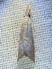 Haimbachia squamulellus