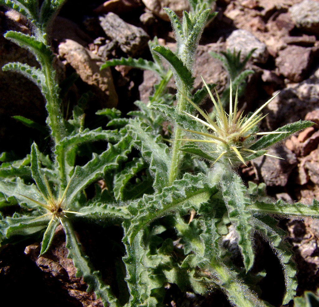 Centaurea sinaica