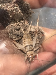 Gryllodes sigillatus