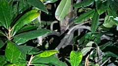 Hyla chinensis