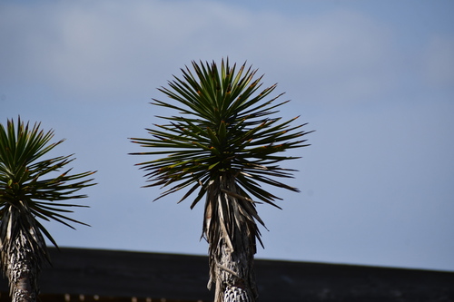 Foto de Yucca
