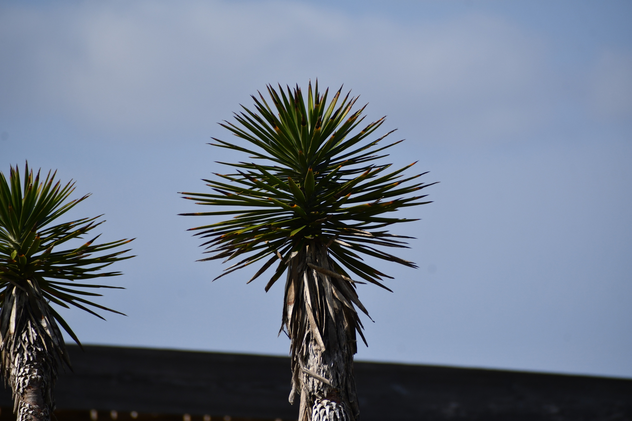 Imagem de Yucca