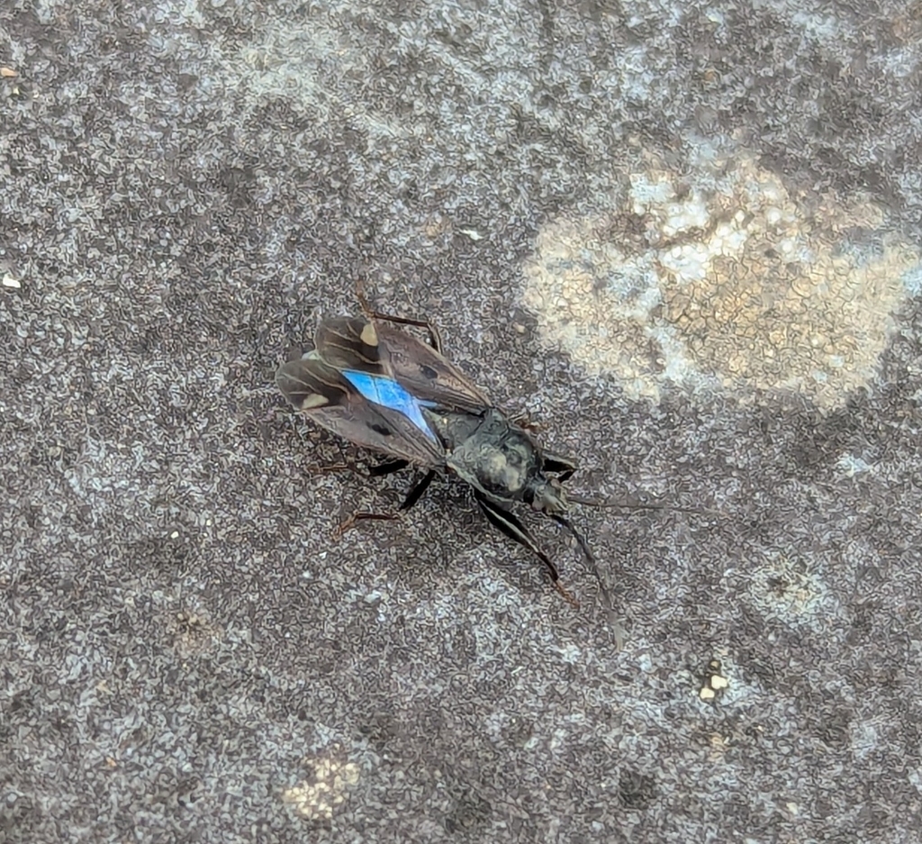 Eremocoris maderensis