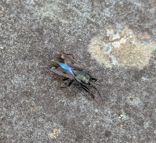 Eremocoris maderensis
