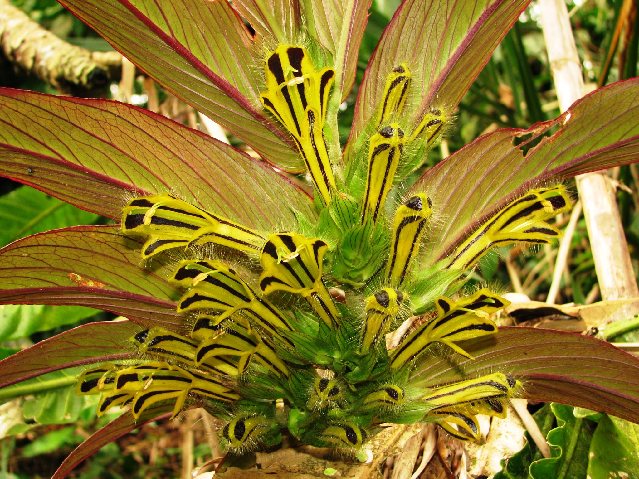 Columnea zebrina