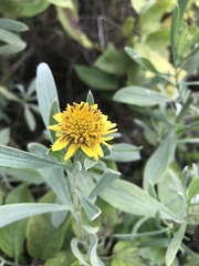 Borrichia frutescens image