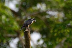 Microhierax fringillarius