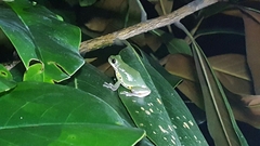 Hyla chinensis