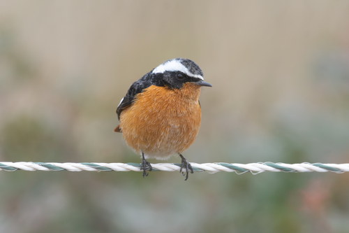Moussier's Redstart, photo 7 of 7